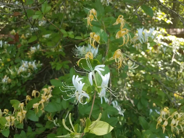 Witte Gele Bloemen Een Kamperfoelie Plant — Stockfoto