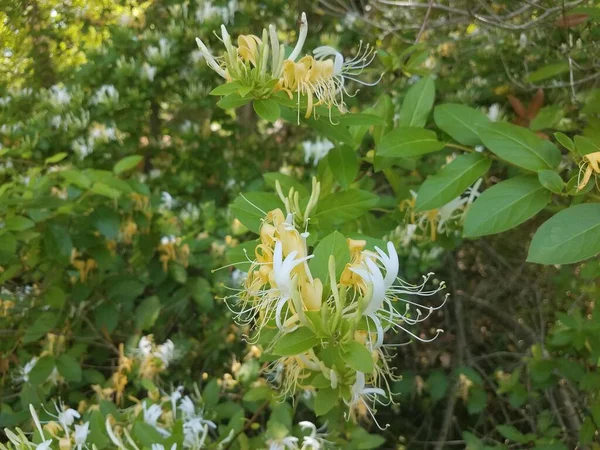 Weiße Und Gelbe Blüten Auf Einer Geißblatt Pflanze — Stockfoto