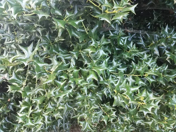 Very Sharp Spiky Green Holly Bush — Stock Photo, Image