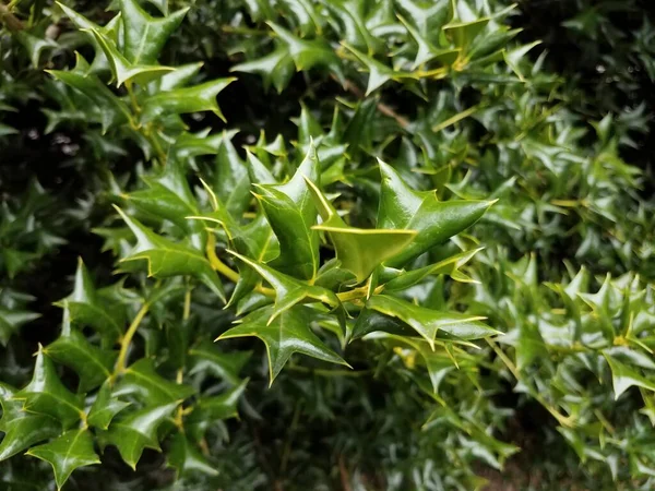 Зелений Гострий Листовий Голлі Кущ Або Рослина — стокове фото