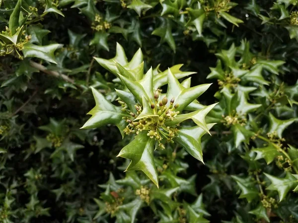 sharp or spiky green holly leaves on bush or plant with flowers