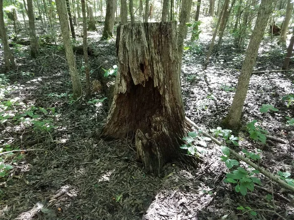 Creux Arbre Avec Écorce Feuilles Saleté Dans Forêt Les Bois — Photo