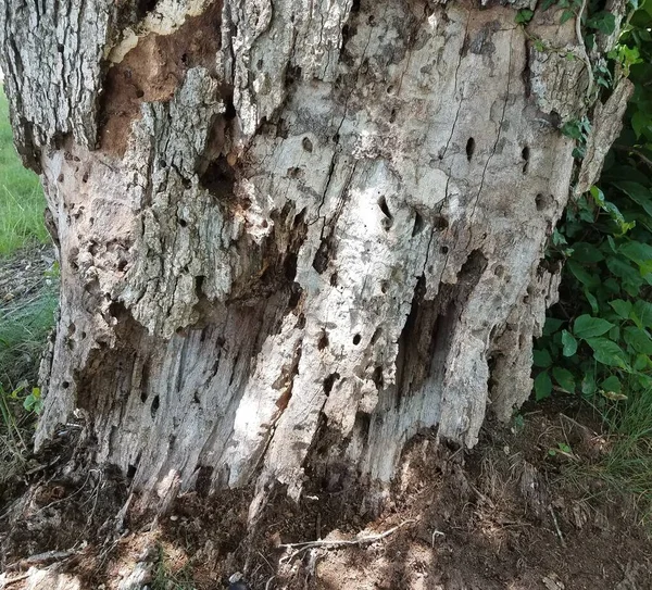Numerosos Pequenos Buracos Tronco Árvore Decomposição — Fotografia de Stock