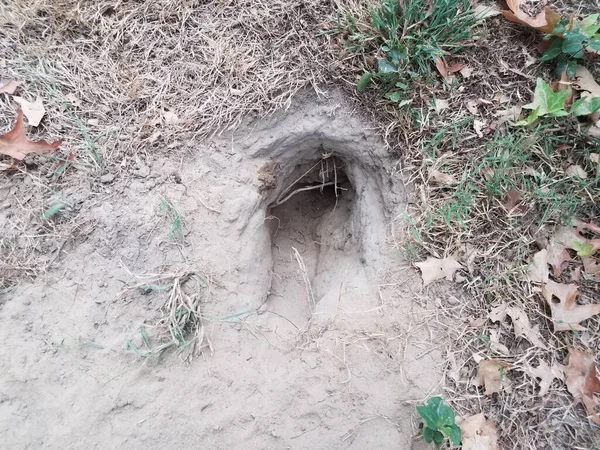 shallow hole from digging in dirt with grass or lawn