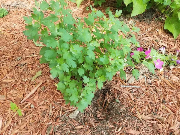 Zielona Roślina Małą Dziurą Wiórkach — Zdjęcie stockowe