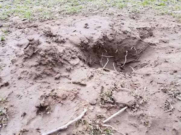 hole in dirt or mud with roots in yard or lawn