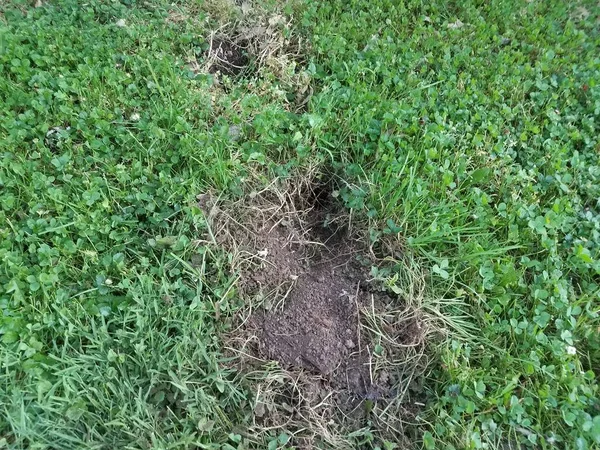 動物によって緑の草に掘られた大きな穴は — ストック写真