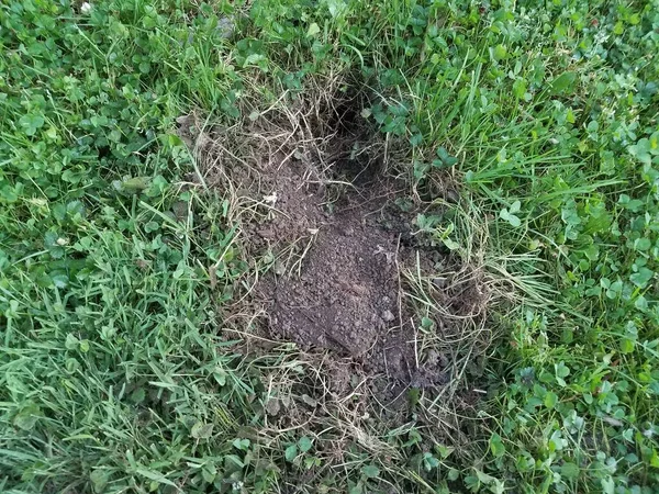 Grand Trou Creusé Dans Herbe Verte Par Animal — Photo