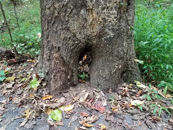 hole in base of tree with fallen leaves and green plants