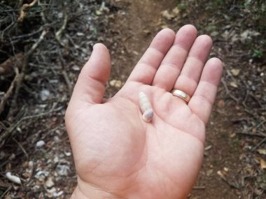 Porto Riko 'daki Guajataca ormanında bir deniz kabuğu tutan altın yüzüklü bir el.