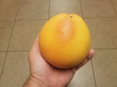 Kahverengi fayans zemininde büyük turuncu greyfurt tutan el.