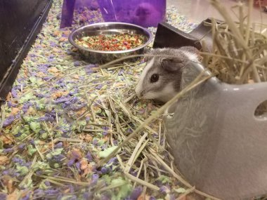 Kafeslerinde birkaç kemirgen faresi var.