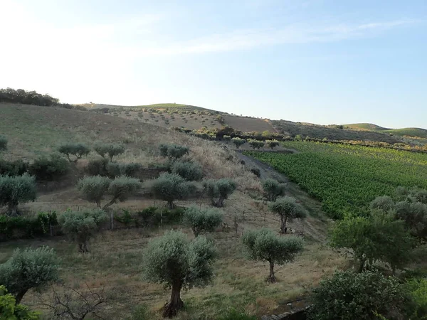 Λόφους Φυτά Και Χόρτα Και Δέντρα Και Σύννεφα — Φωτογραφία Αρχείου