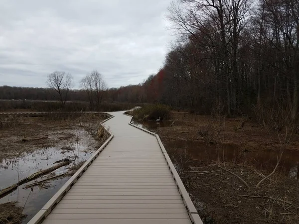 Promenade Milieu Humide Marécageux Avec Eau Arbres Héron — Photo