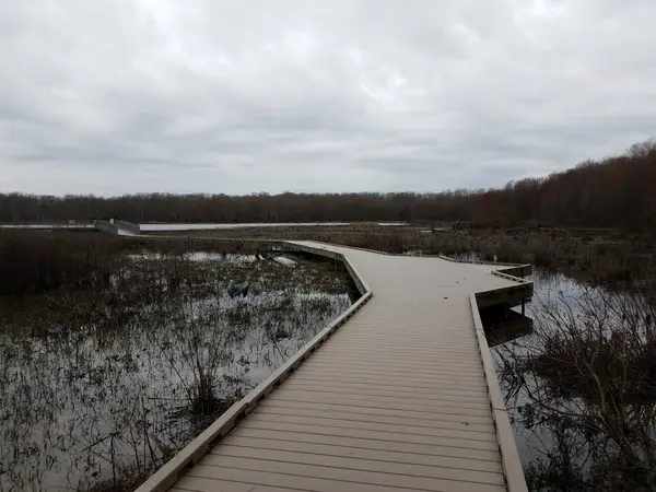 Promenade Milieu Humide Marécageux Avec Eau Arbres Héron — Photo