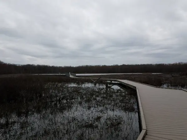 Promenade Milieu Humide Marécageux Avec Eau Arbres Héron — Photo