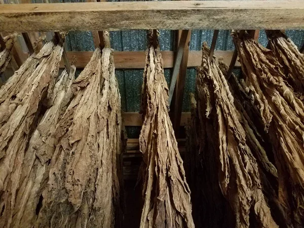 大きな吊るし干しタバコの葉と木の梁 — ストック写真