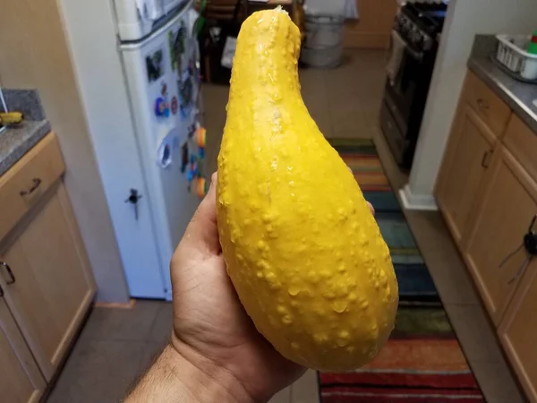 Hand Holding Large Yellow Squash Vegetable Bumps Kitchen — Stock Photo, Image
