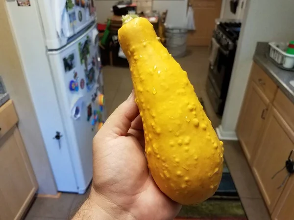 Handen Håller Stora Gula Squash Grönsaker Med Knölar Köket — Stockfoto