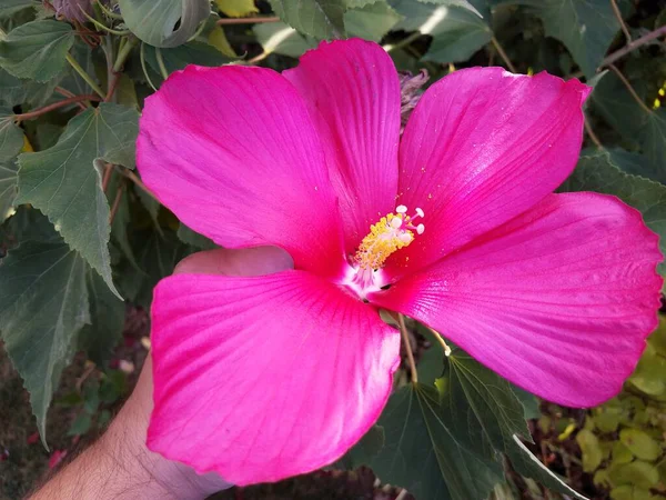Hand Haltende Pflanze Mit Grünen Blättern Und Rosa Blüte — Stockfoto