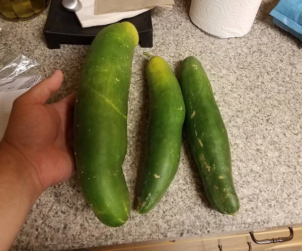Hand Houden Van Grote Groene Komkommers Keuken Met Grijze Teller — Stockfoto