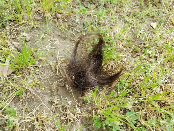 Couper Les Coupures Cheveux Bruns Sur Herbe Verte Pelouse — Photo