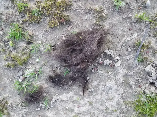 Braune Haare Auf Schmutz Oder Boden Freien Mit Grünem Unkraut — Stockfoto