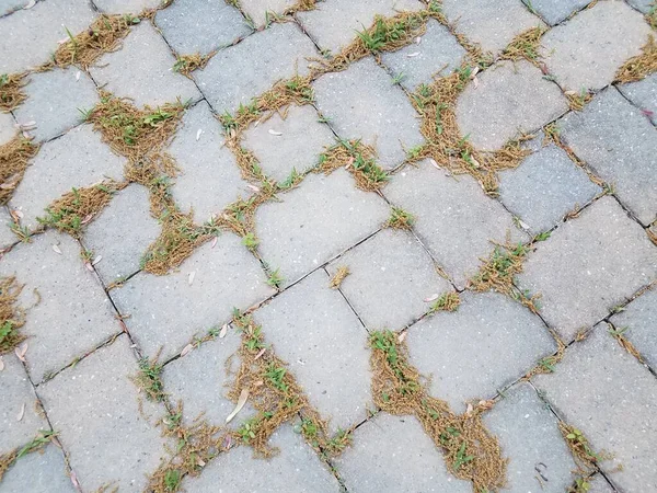 Grey Stone Tiles Pollen Ground Weeds Grass — Stock Photo, Image