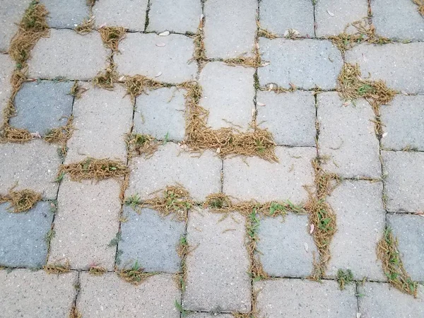Grijze Stenen Tegels Stuifmeel Grond Onkruid Gras — Stockfoto