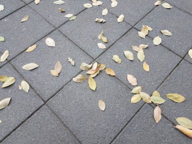 Yerdeki gri kare fayanslar ve açık havada düşen yapraklar.