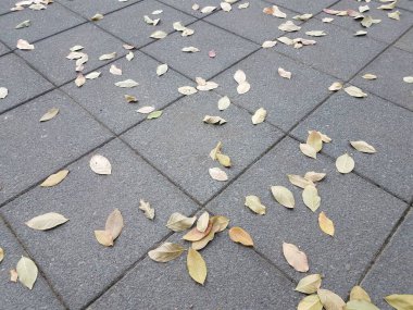 Yerdeki gri kare fayanslar ve açık havada düşen yapraklar.
