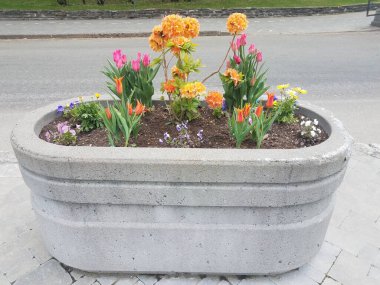 Gri saksı ya da kaldırımda çeşitli renkli çiçekleri olan ekici.