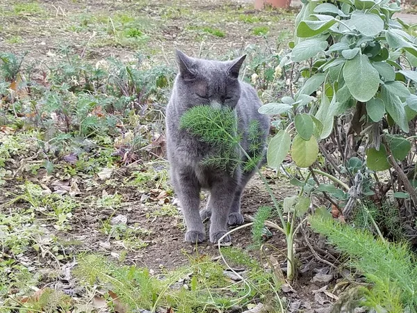 Grey Cat Garden Green Plants — Stock Photo, Image