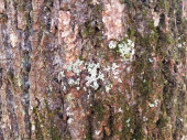zelený lišejník a mech na hnědém kmeni stromu kůra na stromě
