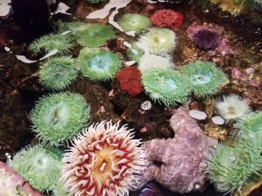 yeşil deniz şakayıkları sığ su ya da tank ya da tidehavuzda deniz yıldızlarıyla