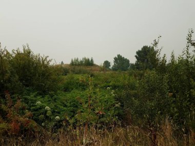 yeşil bitkiler, yapraklar ve tarladaki kahverengi otlar