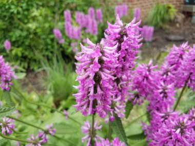 Bir sürü mor çiçek yaprağı olan yeşil bir bitki.