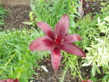 Kırmızı yapraklı ve çiçekli yeşil bir bitki.