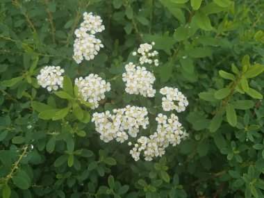 Beyaz çiçek yaprakları açan yeşil bitki ya da çalılar