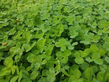 Bahçede ve çimlerde büyüyen yeşil yonca otları