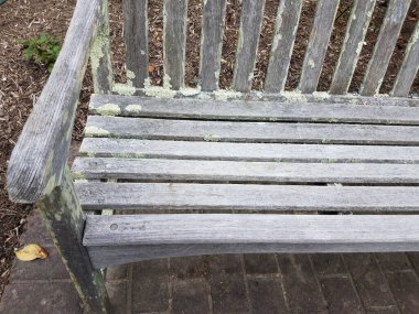 yeşil liken eski ahşap bir bankta