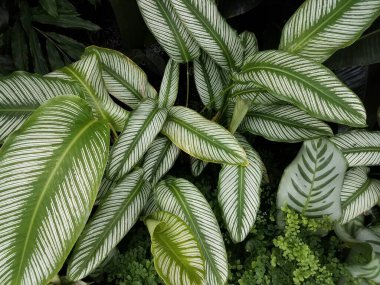 Beyaz çizgili ve damarlı bir sürü yeşil yaprak.