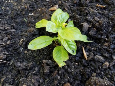 fesleğen bitkisinin yeşil yaprakları Toprak veya toprak bahçesinde