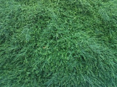 Koyu yeşil çalılar ve yapraklar arasında...