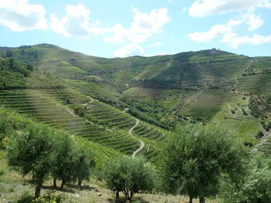 Bahçeli, ağaçlı ve bulutlu yeşil tepeler.