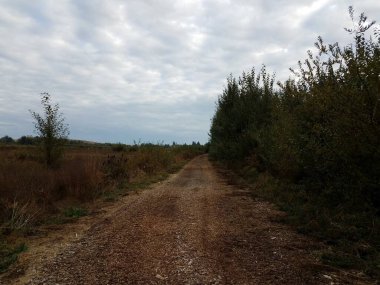 yeşil otlar ve ağaçlar ve kahverengi saman yolu veya patika