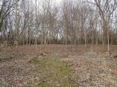 Ormanda ve ormanda yeşil çimenler ve kahverengi yapraklar ve ağaçlar