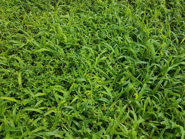 Ein Grüner Nasser Rasenplatz Oder Rasen Mit Unkraut — Stockfoto