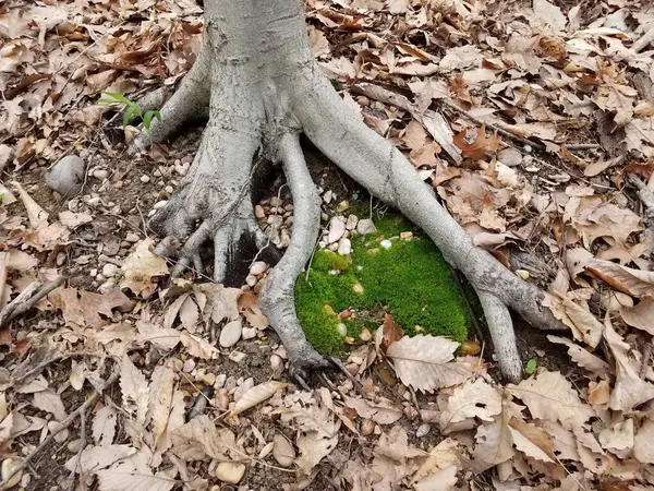 Musgo Verde Macio Base Tronco Árvore Livre Com Raízes Folhas — Fotografia de Stock