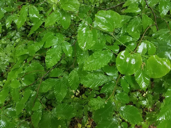 Różne Zielone Rośliny Mokrymi Liśćmi Deszczu — Zdjęcie stockowe
